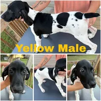 Grande, a male German Shorthaired Pointer for sale in Reidsville, NC – 1 of 4