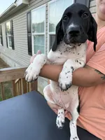 Tres, a male German Shorthaired Pointer for sale in Reidsville, NC – 4 of 5