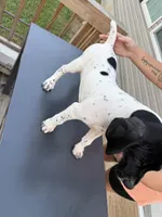 Tres, a male German Shorthaired Pointer for sale in Reidsville, NC – 5 of 5