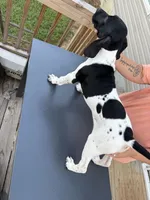Grande, a male German Shorthaired Pointer for sale in Reidsville, NC – 4 of 4