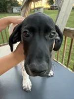 Grande, a male German Shorthaired Pointer for sale in Reidsville, NC – 2 of 4