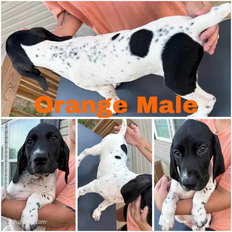 Tres – German Shorthaired Pointer puppy for sale in Reidsville, NC
