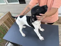 Grande, a male German Shorthaired Pointer for sale in Reidsville, NC – 3 of 4
