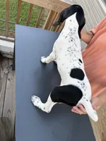 Tres, a male German Shorthaired Pointer for sale in Reidsville, NC – 2 of 5