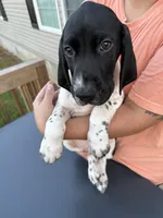 Tres, a male German Shorthaired Pointer for sale in Reidsville, NC – 3 of 5