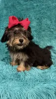 Piper, a female Havanese and Poodle - Toy  for sale in Marion, SC – 4 of 8