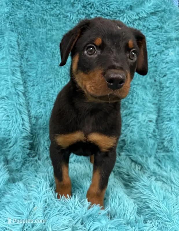 Blaze – Rottweiler puppy for sale in Marion, SC