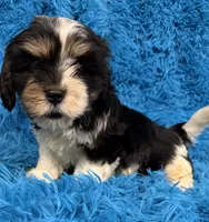 Winston, a male Cavalier King Charles Spaniel and Shih Tzu for sale in Marion, SC – 2 of 5