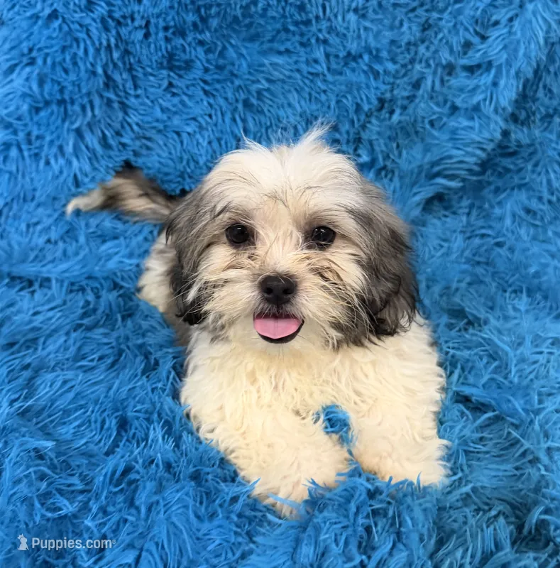 Priss  – Havanese, Shih Tzu puppy for sale in Marion, SC