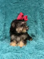 Piper, a female Havanese and Poodle - Toy  for sale in Marion, SC – 5 of 8