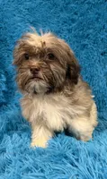 Sissy, a female Havanese and Shih Tzu for sale in Marion, SC – 1 of 10