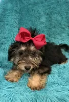 Piper, a female Havanese and Poodle - Toy  for sale in Marion, SC – 8 of 8