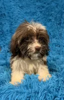 Marsh, a male Havanese and Shih Tzu for sale in Marion, SC – 3 of 10