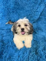 Priss , a female Havanese and Shih Tzu for sale in Marion, SC – 6 of 8