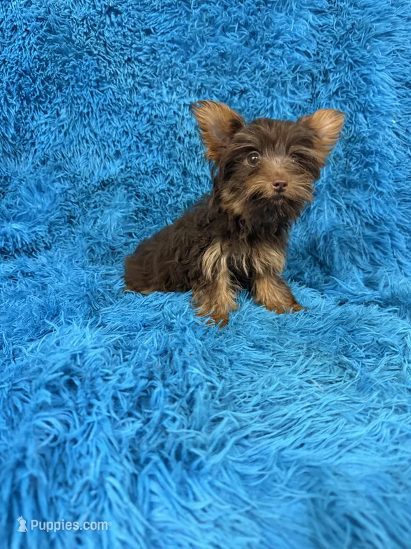 Zoey – Yorkshire Terrier puppy for sale in Marion, SC