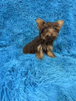 Zoey, a female Yorkshire Terrier for sale in Marion, SC – 3 of 8