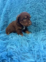 Hershy , a male Beagle and Havanese for sale in Marion, SC – Photo 8 of 10