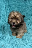 Finley , a male Havapoo for sale in Marion, SC – 6 of 9