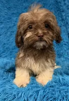 Izzy, a female Havanese and Shih Tzu for sale in Marion, SC – 8 of 8