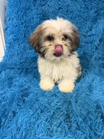 Priss , a female Havanese and Shih Tzu for sale in Marion, SC – 5 of 8