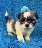 Sassy, a female Havanese and Shih Tzu for sale in Marion, SC – Photo 4 of 10