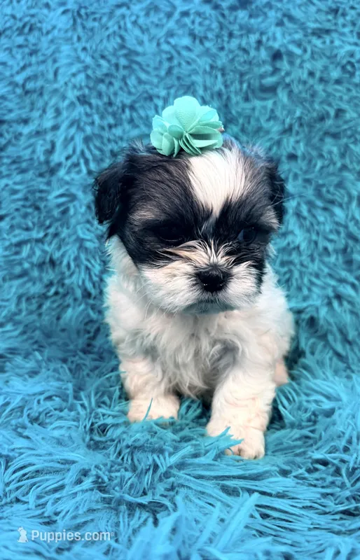 Sassy – Havanese, Shih Tzu puppy for sale in Marion, SC