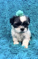 Sassy, a female Havanese and Shih Tzu for sale in Marion, SC – Photo 1 of 10