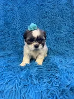 Sassy, a female Havanese and Shih Tzu for sale in Marion, SC – Photo 8 of 10