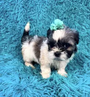 Sassy, a female Havanese and Shih Tzu for sale in Marion, SC – Photo 7 of 10