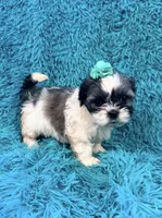 Sassy, a female Havanese and Shih Tzu for sale in Marion, SC – Photo 5 of 10