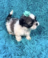 Sassy, a female Havanese and Shih Tzu for sale in Marion, SC – Photo 3 of 10