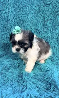 Sassy, a female Havanese and Shih Tzu for sale in Marion, SC – Photo 6 of 10