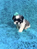 Sassy, a female Havanese and Shih Tzu for sale in Marion, SC – Photo 9 of 10
