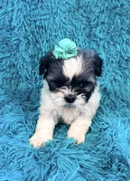 Sassy, a female Havanese and Shih Tzu for sale in Marion, SC – Photo 2 of 10