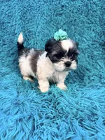 Sassy, a female Havanese and Shih Tzu for sale in Marion, SC – Photo 10 of 10