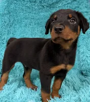 Blaze, a male Rottweiler for sale in Marion, SC – 2 of 8