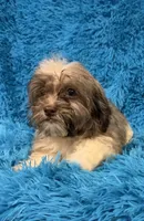 Sissy, a female Havanese and Shih Tzu for sale in Marion, SC – 10 of 10