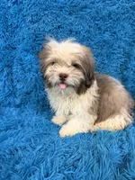 Hardy, a male Havanese and Shih Tzu for sale in Marion, SC – 2 of 5