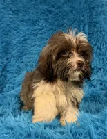 Marsh, a male Havanese and Shih Tzu for sale in Marion, SC – 6 of 10
