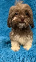 Izzy, a female Havanese and Shih Tzu for sale in Marion, SC – 4 of 8