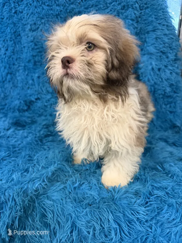 Hardy – Havanese, Shih Tzu puppy for sale in Marion, SC