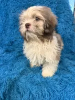 Hardy, a male Havanese and Shih Tzu for sale in Marion, SC – 1 of 5