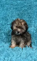 Lainey, a female Havapoo for sale in Marion, SC – 3 of 8