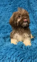 Izzy, a female Havanese and Shih Tzu for sale in Marion, SC – 5 of 8