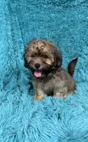 Finley , a male Havapoo for sale in Marion, SC – 9 of 9