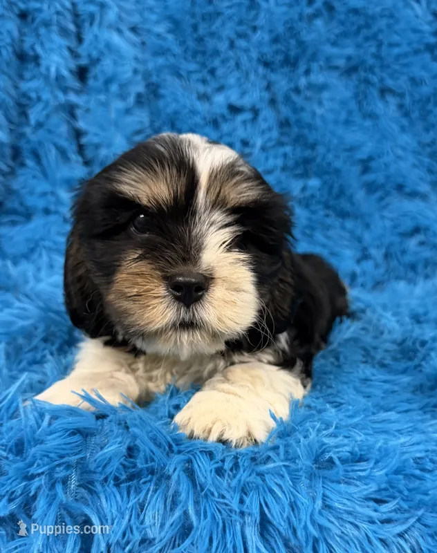 Winston – Cavalier King Charles Spaniel, Shih Tzu puppy for sale in Marion, SC