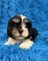 Winston, a male Cavalier King Charles Spaniel and Shih Tzu for sale in Marion, SC – 1 of 5