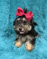 Piper, a female Havanese and Poodle - Toy  for sale in Marion, SC – 6 of 8