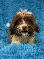 Marsh, a male Havanese and Shih Tzu for sale in Marion, SC – 4 of 10