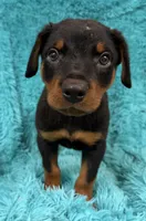 Blaze, a male Rottweiler for sale in Marion, SC – 8 of 8